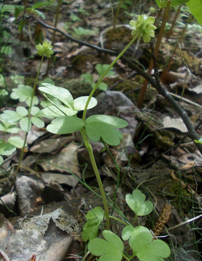 Изображение особи Adoxa moschatellina.