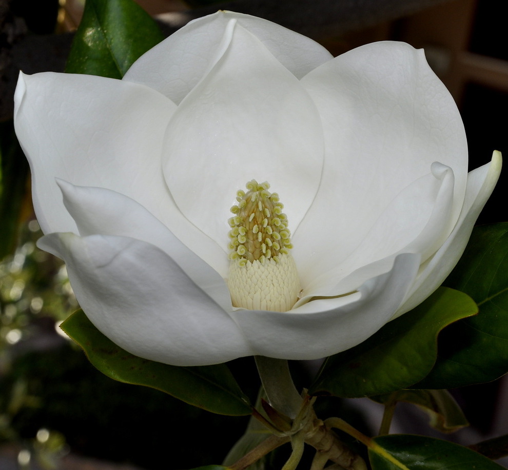 Image of Magnolia grandiflora specimen.
