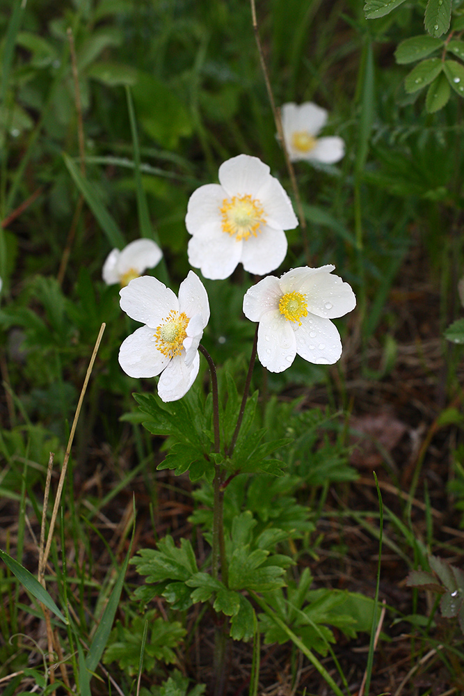 Изображение особи Anemone sylvestris.