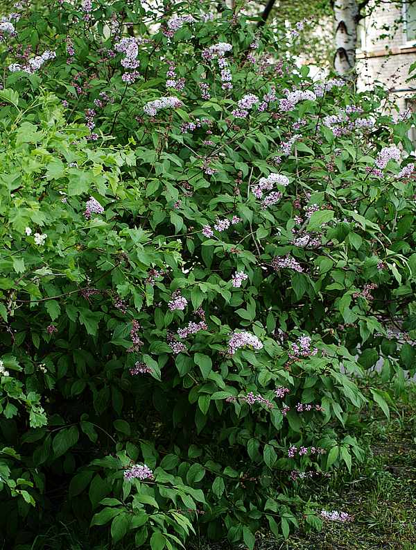 Изображение особи Syringa &times; henryi.