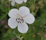 Geranium kemulariae