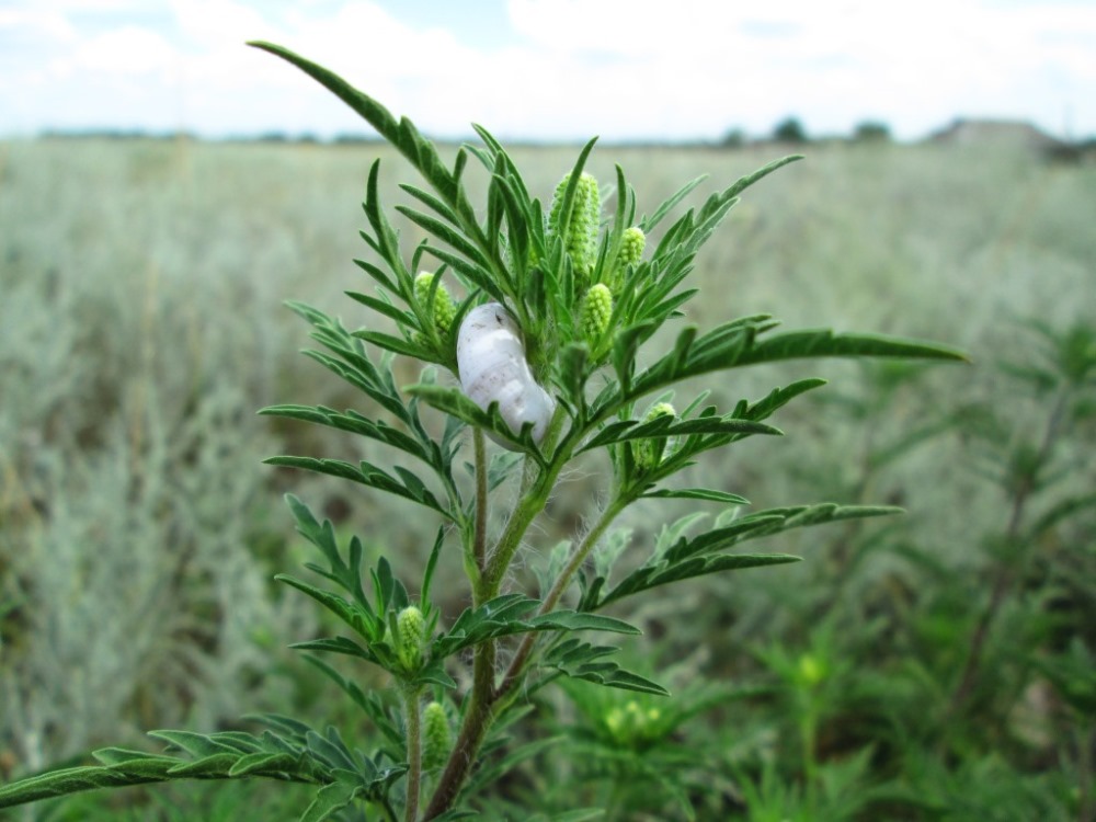 Изображение особи Ambrosia artemisiifolia.