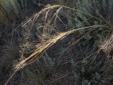 Stipa capillata