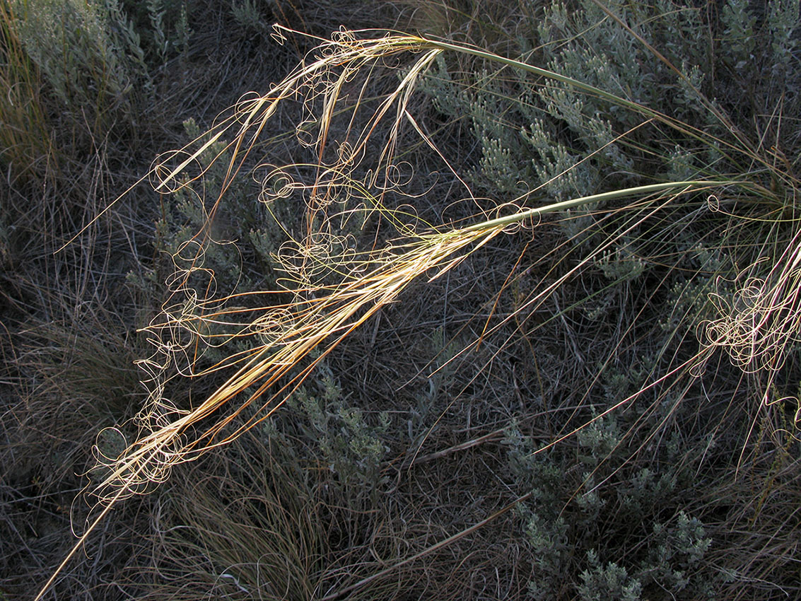 Изображение особи Stipa capillata.