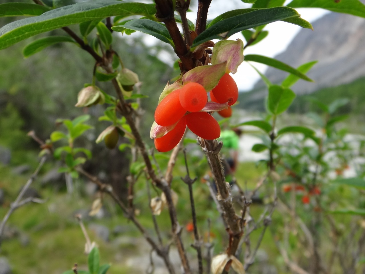 Image of Lonicera hispida specimen.