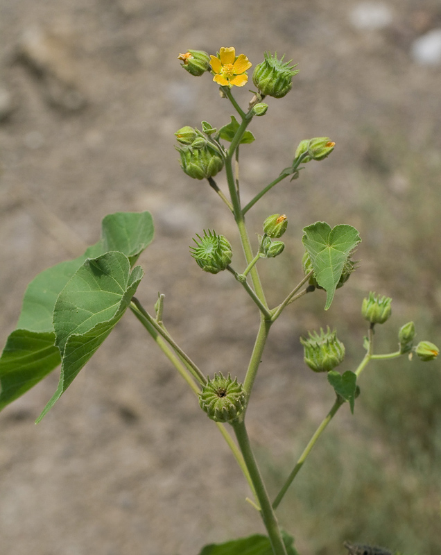 Изображение особи Abutilon theophrasti.