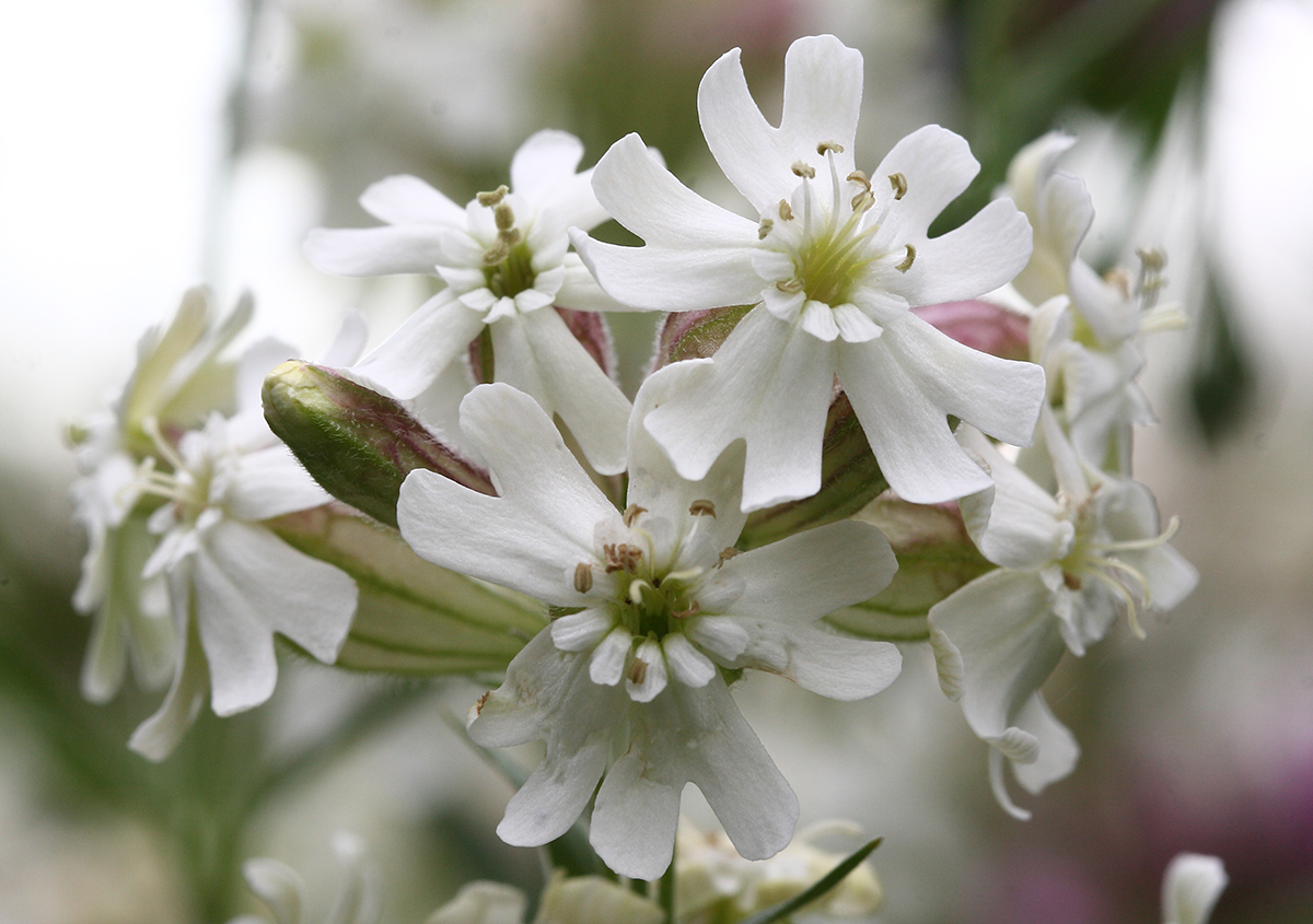 Image of Silene amoena specimen.