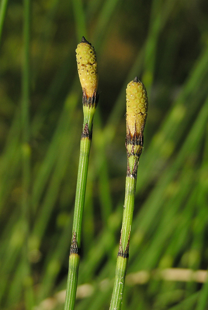 Image of Equisetum &times; moorei specimen.