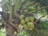 Cocos nucifera. Часть побега с незрелыми плодами. Таиланд, Краби. 18.06.2013.