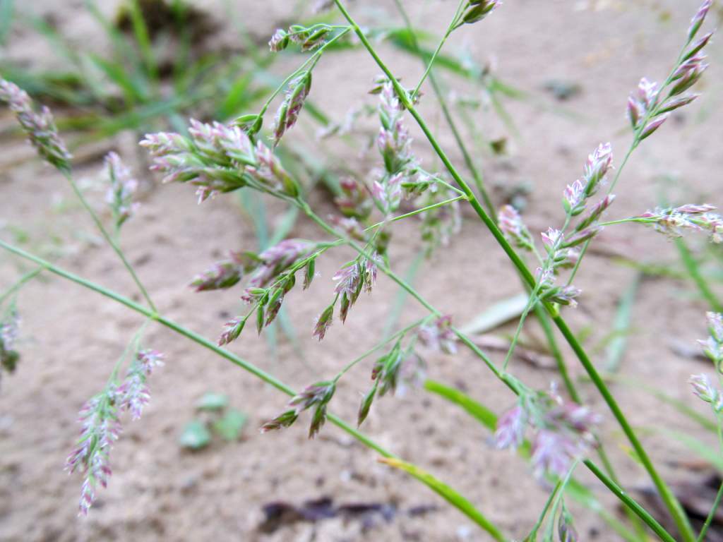 Image of Poa annua specimen.