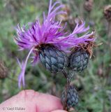 Centaurea apiculata