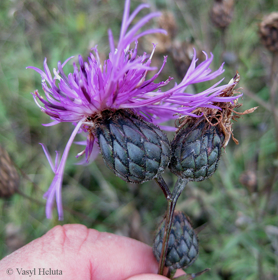 Image of Centaurea apiculata specimen.