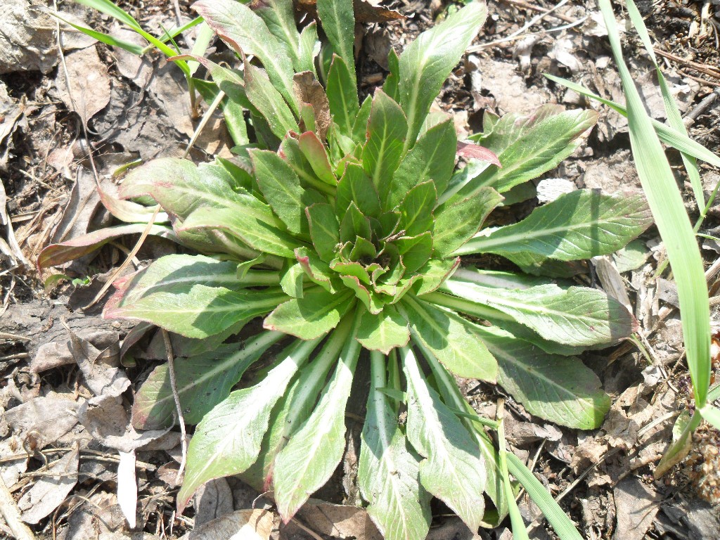 Изображение особи Oenothera biennis.