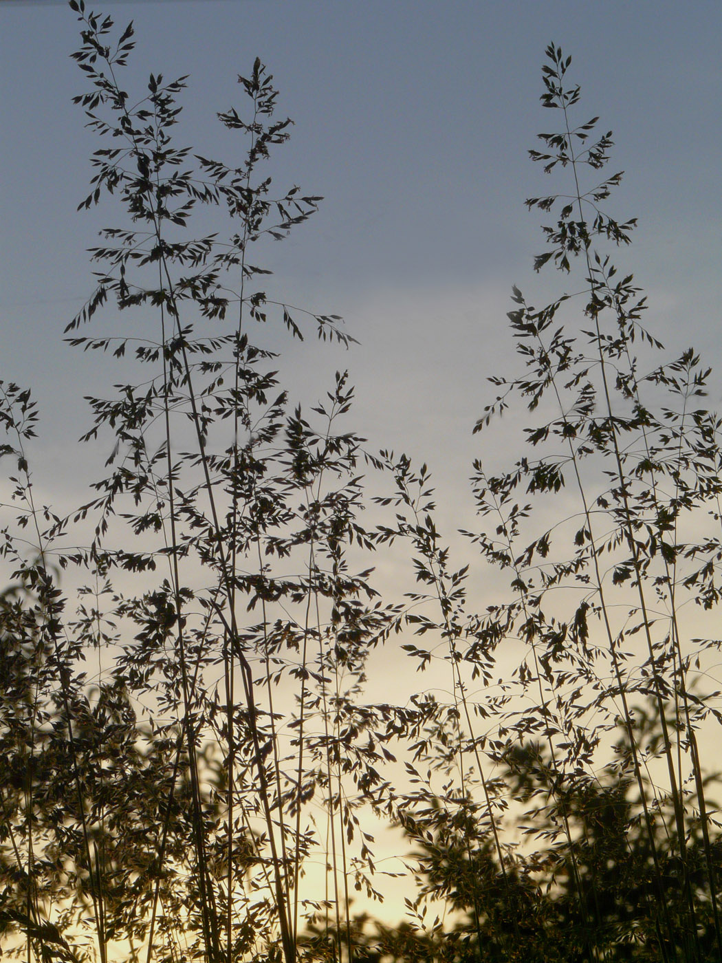 Image of Poa angustifolia specimen.