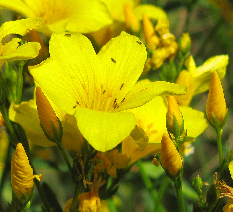 Image of Linum flavum specimen.