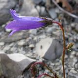 Campanula praealta. Верхушка побега с соцветием с бутонами и распустившимся цветком. Краснодарский край, Абинский р-н, окр. станицы Шапсугская, мергелевый карьер. 07.10.2013.