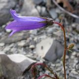 Campanula praealta