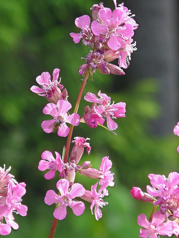 Изображение особи Viscaria vulgaris.