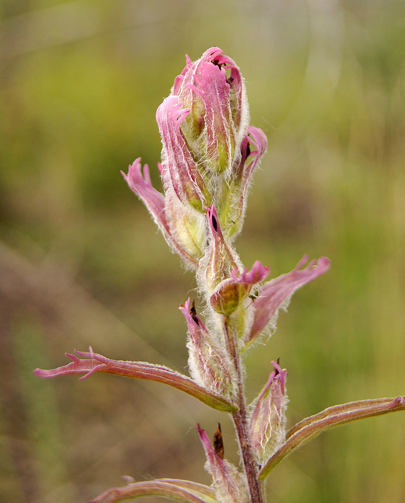 Image of Castilleja rubra specimen.