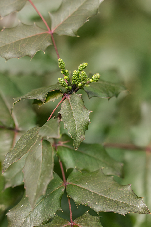 Изображение особи Mahonia aquifolium.