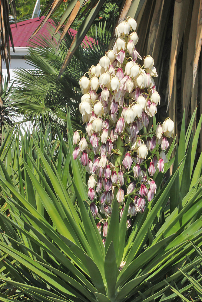 Изображение особи Yucca treculeana.