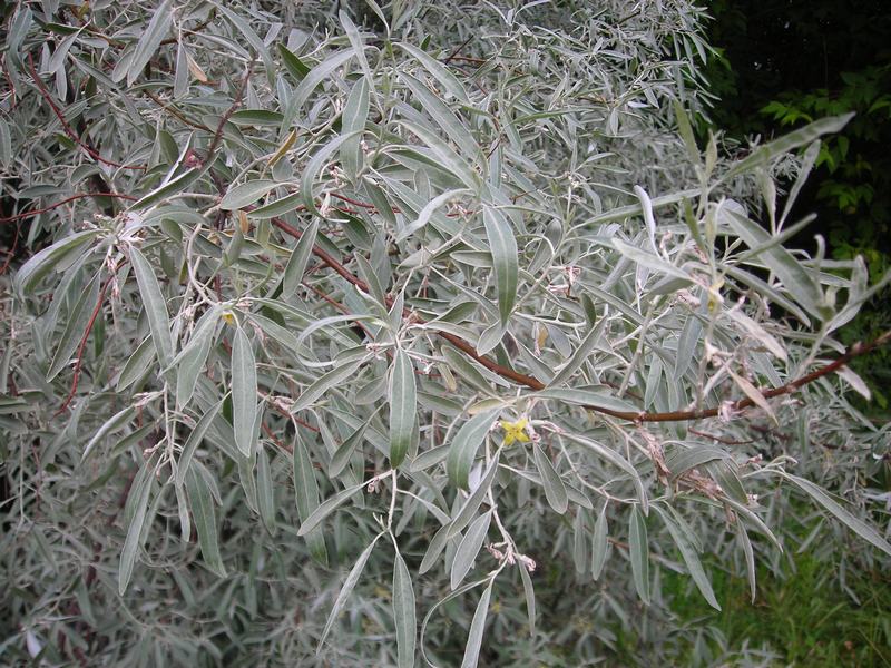 Image of Elaeagnus angustifolia specimen.