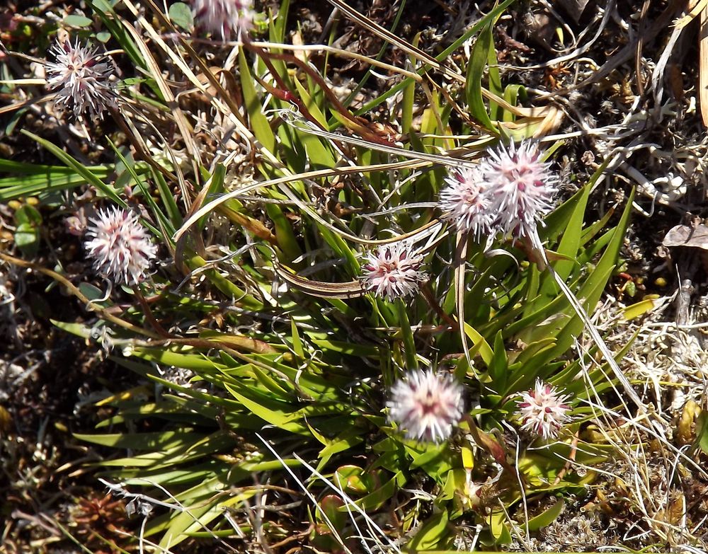 Изображение особи Tofieldia coccinea.