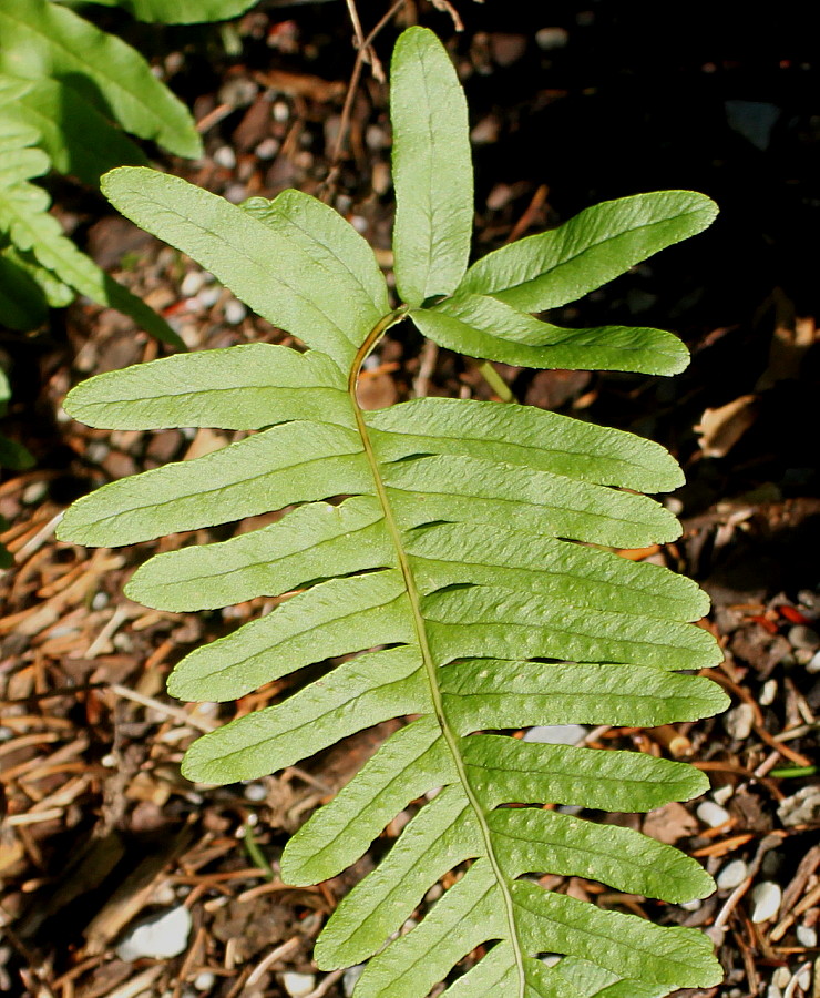 Image of Polypodium interjectum specimen.