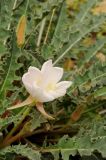 Oenothera caespitosa