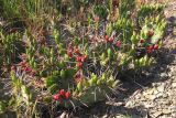 Opuntia macrorhiza. Плодоносящие растения. Южный берег Крыма, окр. пос. Гурзуф, Артек. 26.04.2014.
