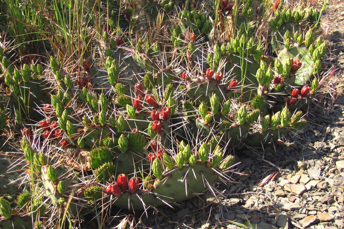 Изображение особи Opuntia macrorhiza.