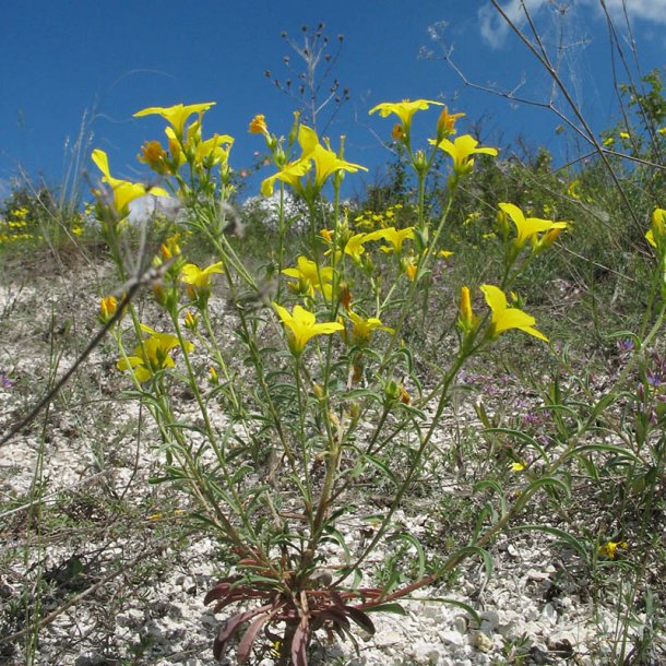 Image of Linum ucranicum specimen.