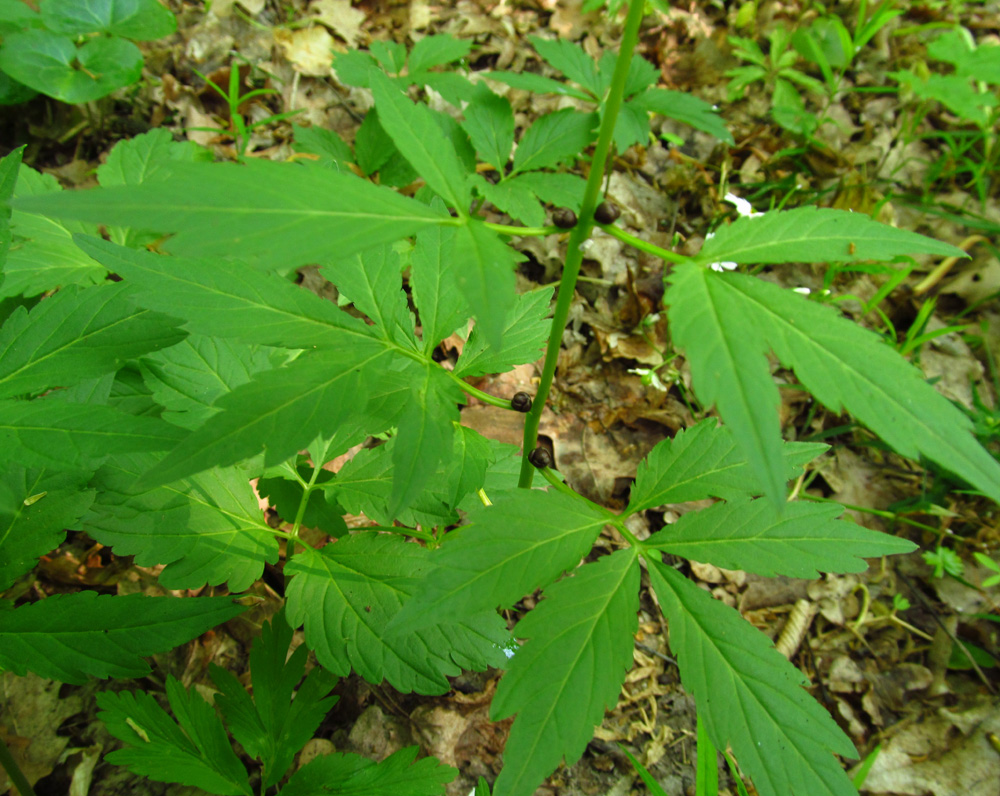 Image of Cardamine bulbifera specimen.