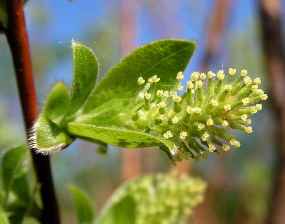 Image of genus Salix specimen.