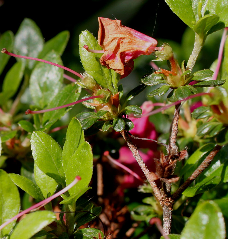 Image of Rhododendron obtusum specimen.