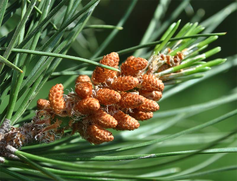 Изображение особи Pinus eldarica.