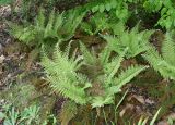 Polystichum setiferum. Вегетирующие растения ('Proliferum Plumosum Densum'). Германия, г. Дюссельдорф, Ботанический сад университета. 04.05.2014.