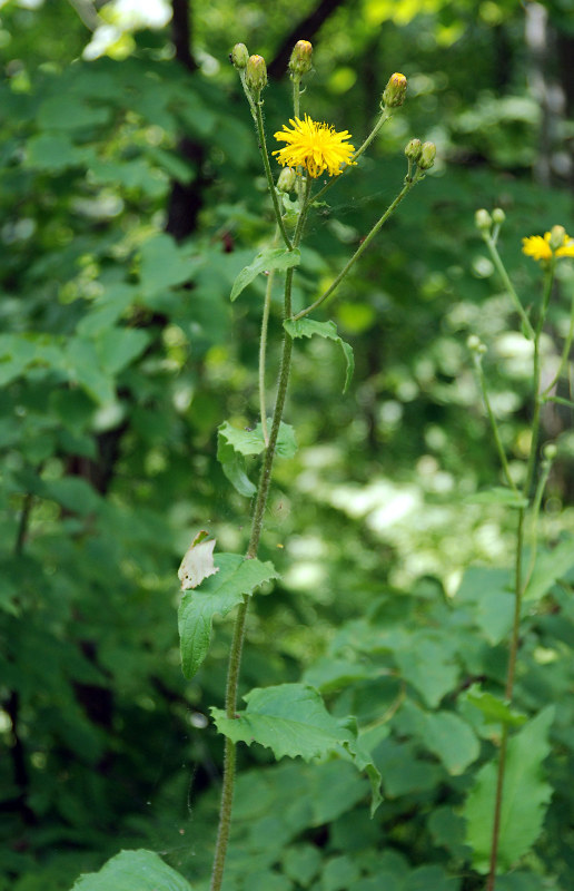 Image of Crepis sibirica specimen.