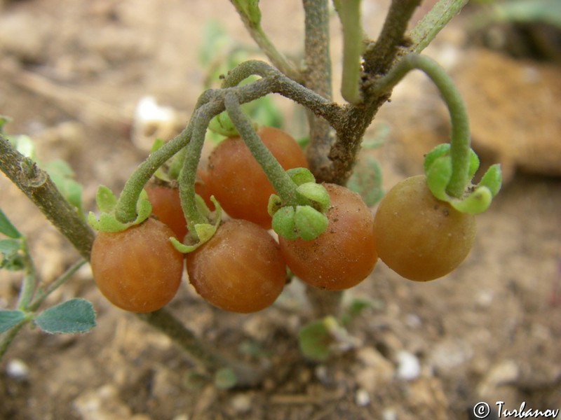 Изображение особи Solanum zelenetzkii.