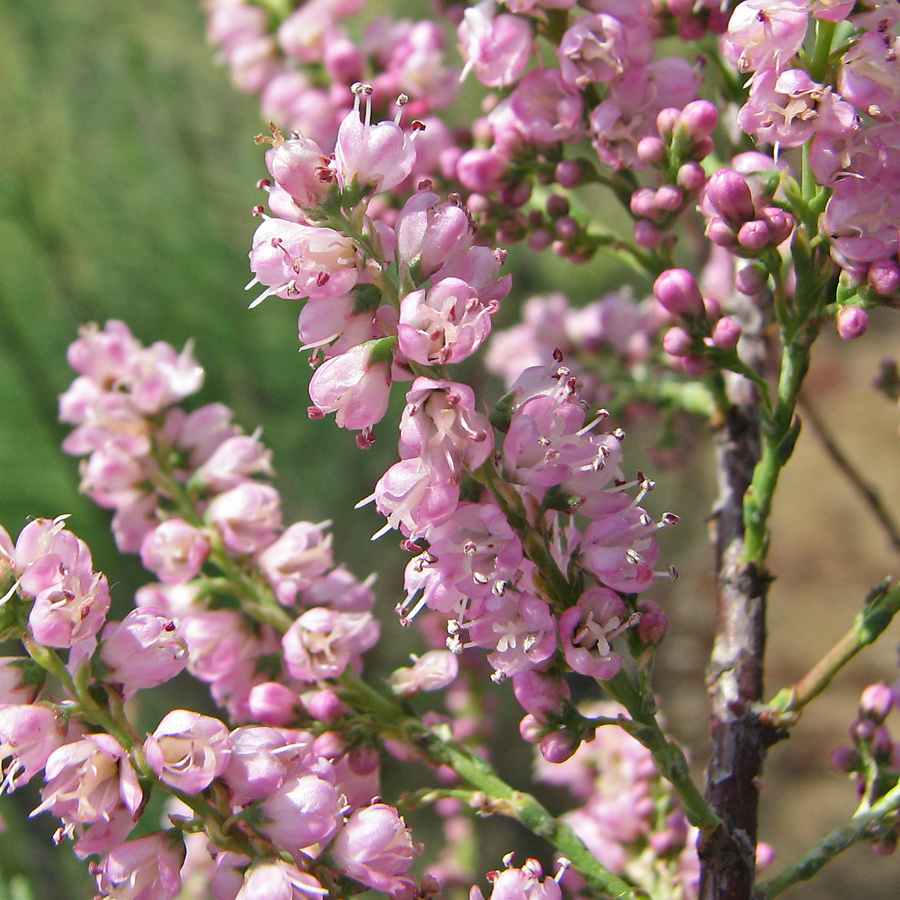 Изображение особи Tamarix gracilis.