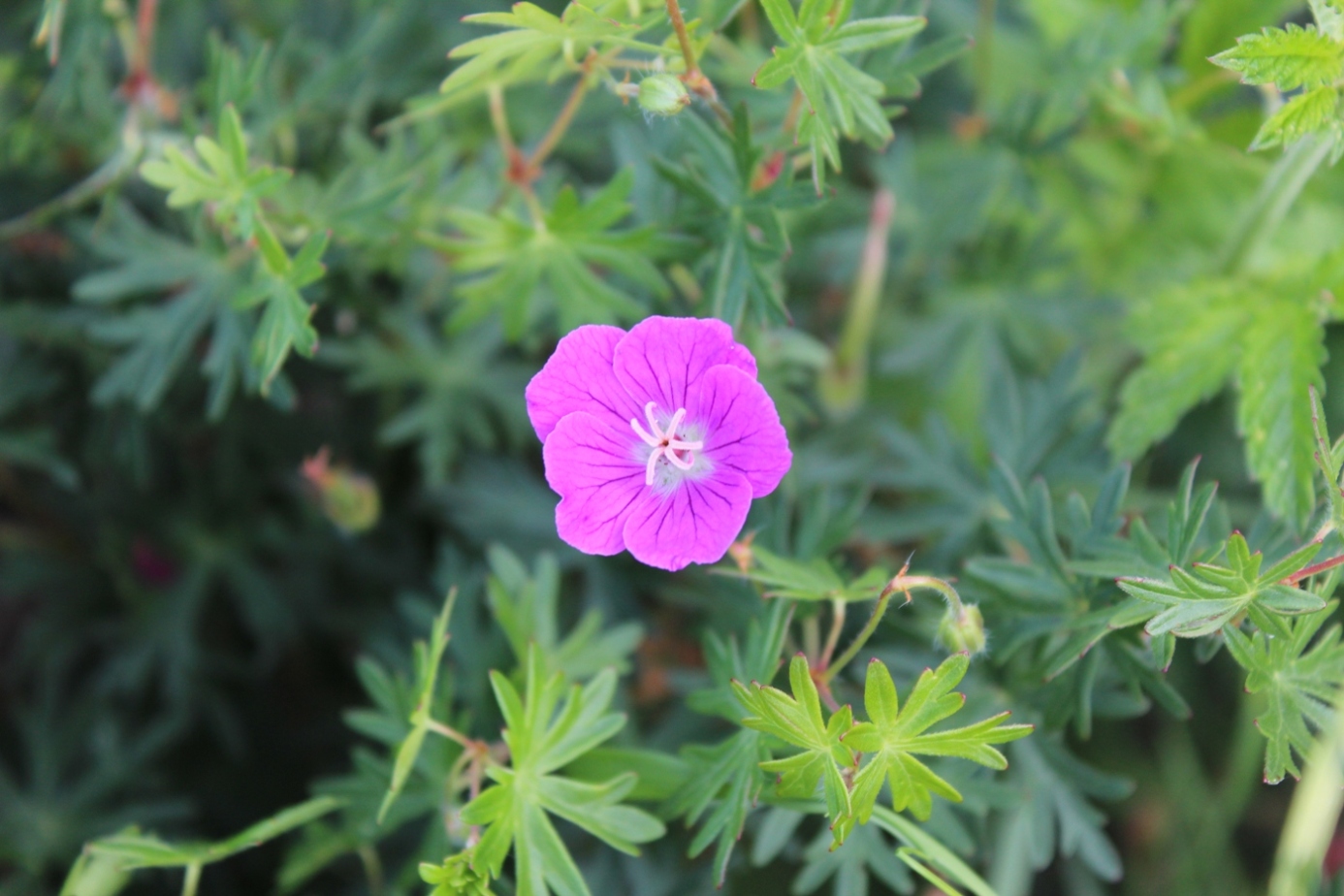 Изображение особи Geranium sanguineum.