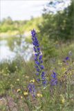 Echium vulgare. Цветущие растения в сообществе с Anthyllis macrocephala. Ленинградская обл., Волосовский р-н, дер. Большой Сабск, берег озера. 29.06.2014.