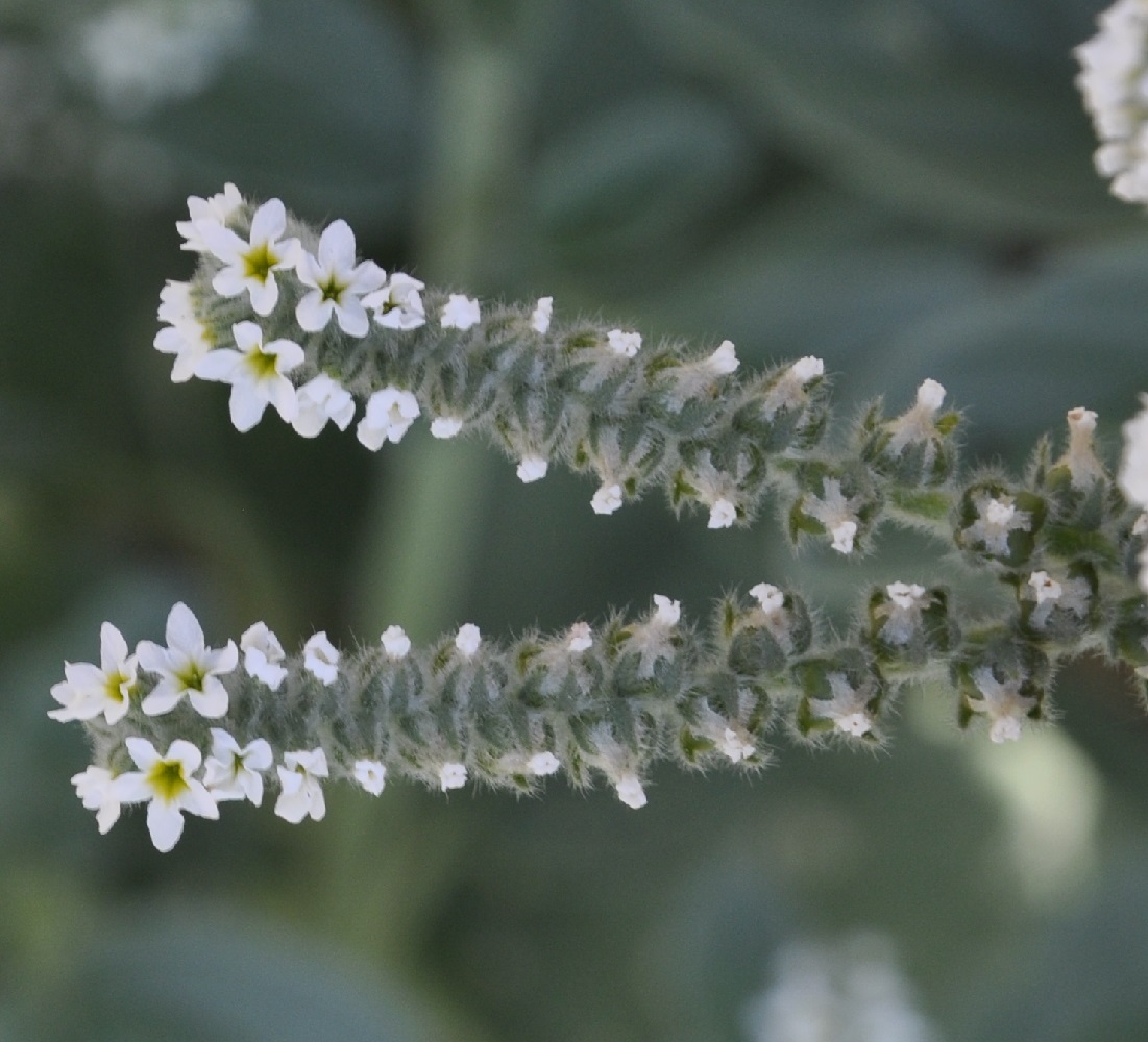 Image of Heliotropium suaveolens specimen.