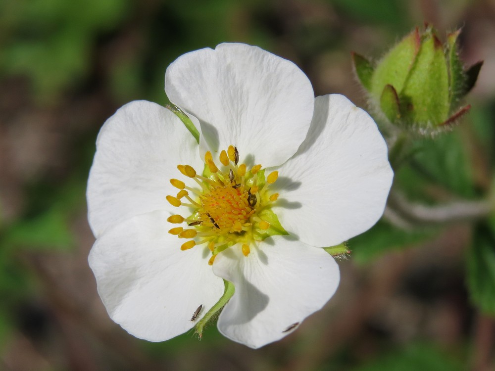 Изображение особи Potentilla rupestris.