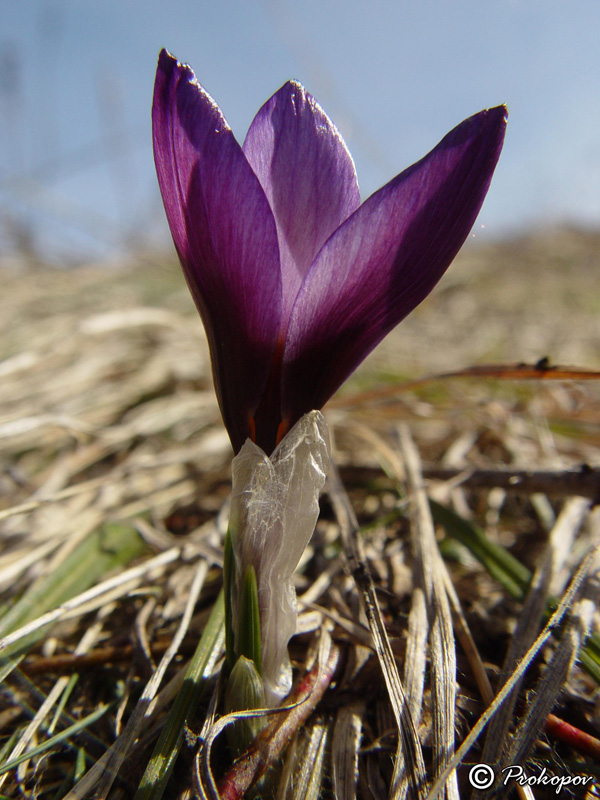 Изображение особи Crocus tauricus.