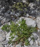 Laserpitium siler