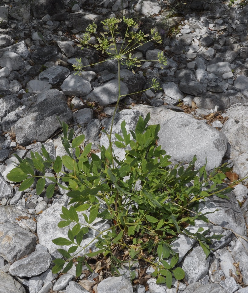 Image of Laserpitium siler specimen.