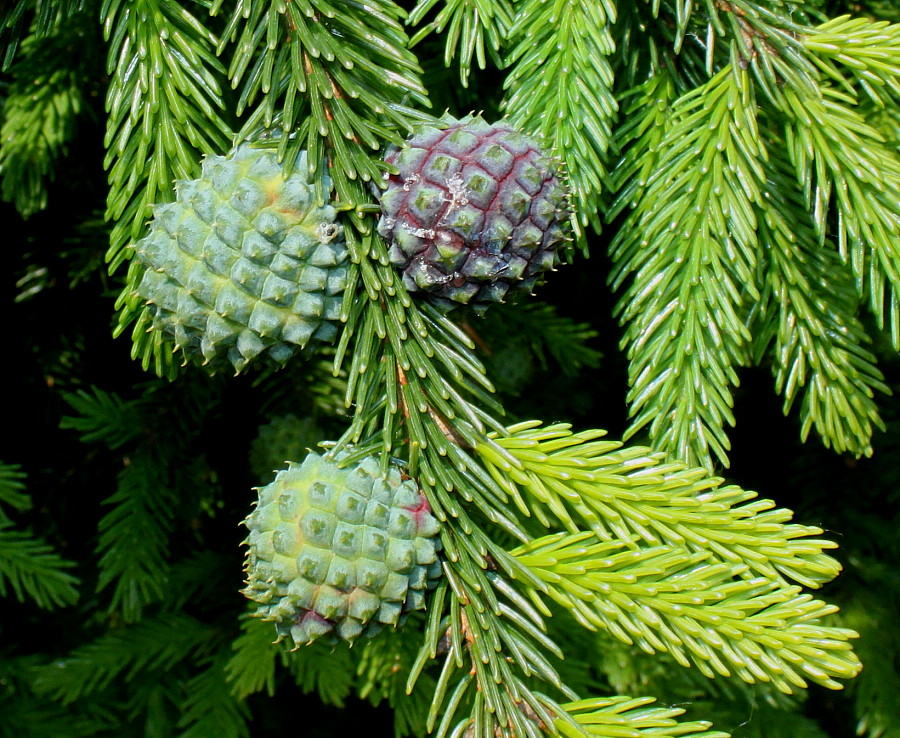 Image of Picea orientalis specimen.