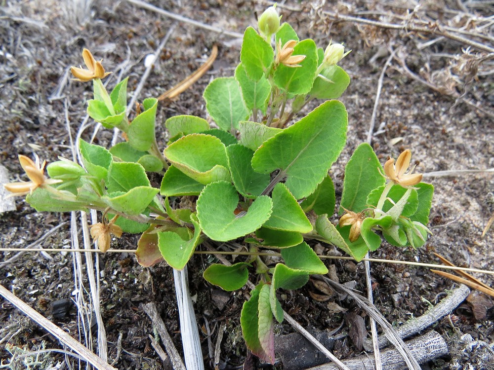 Изображение особи Viola rupestris.