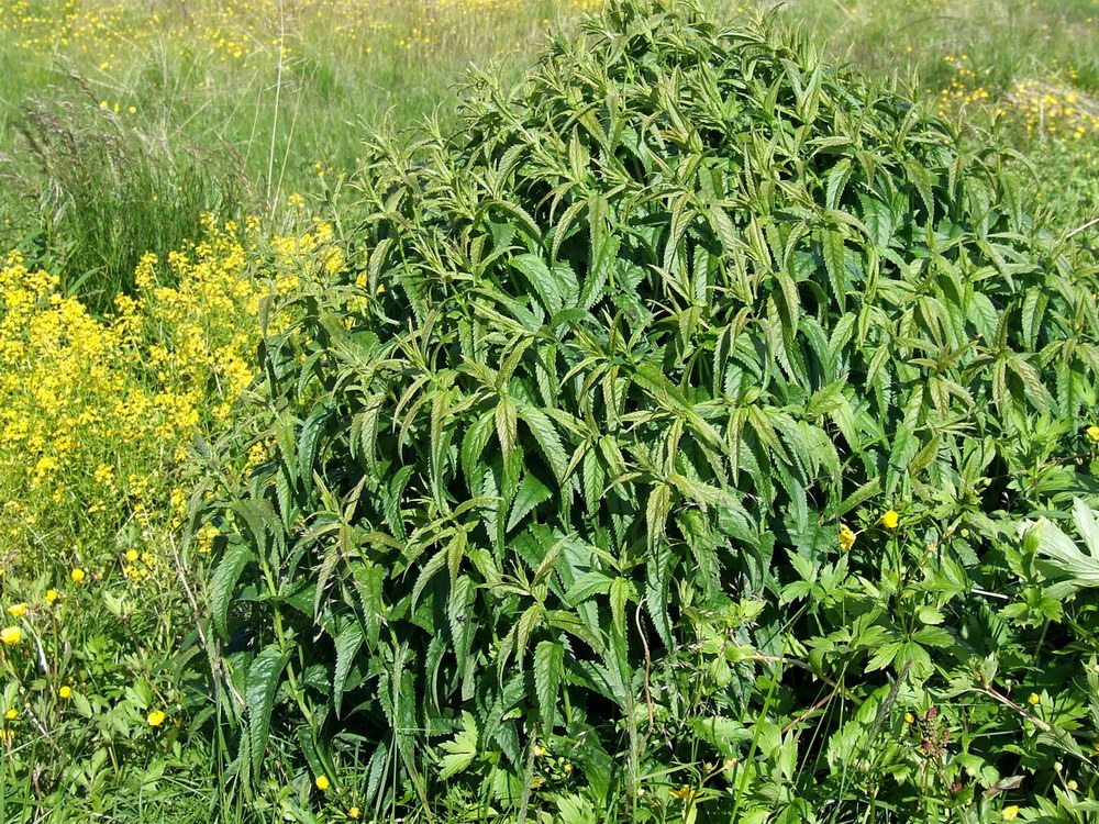 Изображение особи Veronica longifolia.